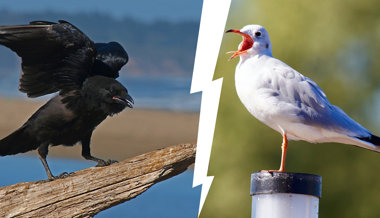 Crow and seagull images counterposed as if in opposition